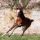 Günther Schmidt von Taxi4Horses zeichnet für dieses Hengstfohlen von Fearless King aus der Santa Luz (Campanologist) als Züchter verantwortlich, das ausgelassen auf dem Gelände des Aufzuchtgestüts in Frankreich herumtollt. Foto: Zuzanna Lupa