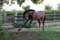 Saddex jagt ein Huhn auf der Koppel. www.galoppfoto.de