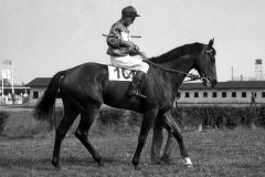 Aleppo mit Kurt Narr. Galopprennbahn Hamburg-Horn 1961. www.galoppfoto.de - Archiv Hilde Hoppe