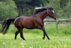 Sholokhov im Galopp auf der Weide. www.galoppfoto.de - Frank Sorge