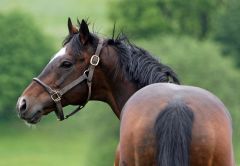 Sholokhov auf der Weide. www.galoppfoto.de - Sabine Brose