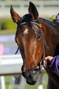 Chriselliam nach dem Sieg im BC Juvenile Fillies Turf im Porträt. Foto: www.galoppfoto.de - Peeo Ploff/Sorge