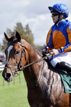 Royal Dornoch nach seinem Sieg in den Royal Lodge Stakes. www.galoppfoto.de - JJ Clark