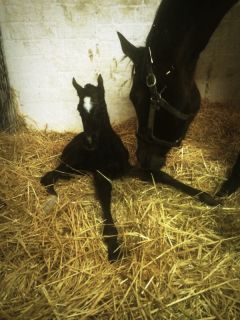 Erstes Stutfohlen des Karlshofer Stallions Dabirsim. www.gestuet-karlshof.com - Holger Schmeling 