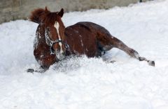 Kalatos im Schnee. www.galoppfoto.de - Frank Sorge