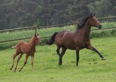 Labiango (v. Sabiango) mit seiner Mutter Latonia, geb. 26.04.201