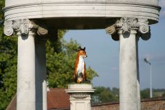 Tattersalls-Fuchs. Foto offiziell