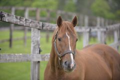 Lammtarra im Dalham Hall Stud 2013. Foto: John James Clark