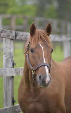 Lammtarra im Dalham Hall Stud 2013. Foto: John James Clark