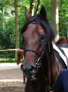 Altair Star beim Listensieg in Düsseldorf - Foto: Karina Strübbe