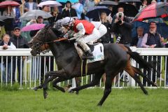 Augustus galoppiert mit Michal Abik nun in die Rolle eines Mitfavoriten für das Idee 155. Deutsche Derby. Er wird bei RaceBets genauso wie Wilko, der auf dem 2. Platz landet, zum Kurs von 7,5:1 angeboten. ©galoppfoto - Sarah Bauer