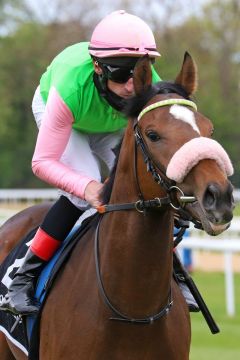 Alborz mit Andrasch Starke beim Aufgalopp zum seinem Rennbahn-Debüt in Köln, bei dem er auf dem 4. Platz landete. ©galoppfoto - Sandra Scherning