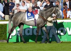 Alla Speranza präsentiert sich vor dem Rennen in Leopardstown im Führring. Foto: Heidrun Küster