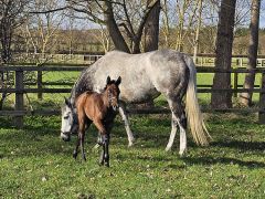 Stutfohlen 2024 v. Dubawi - Apinista v. Frankel - Foto: Courtesy Lanwades Stud