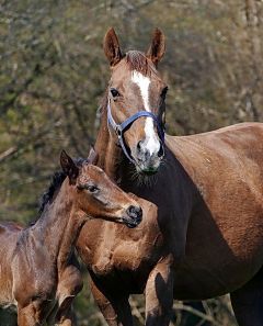 Hengstfohlen 2021 v. Brametot - Ambling v. Lope de Vega - Foto: privat