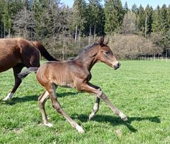 Hengstfohlen 2021 v. Brametot - Ambling v. Lope de Vega - Foto: privat