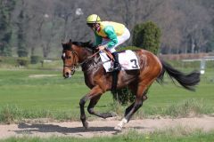 American Tiger beim Aufgalopp im Düsseldorfer Maidenrennen, in dem er Zweiter wurde, mit Ian Ferguson. Foto: Dr. Jens Fuchs