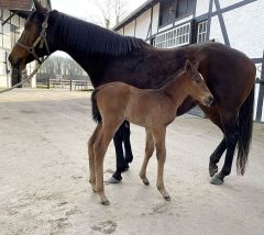 Stutfohlen 2022 v. Kingman - Amorella v. Nathaniel - Foto: privat