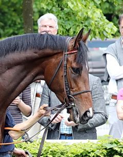 Antunes am 14.5.2017 in Krefeld - Foto: Dr. Jens Fuchs