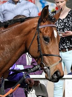 Aronius am 8.4.2018 in Düsseldorf - Foto: Dr. Jens Fuchs