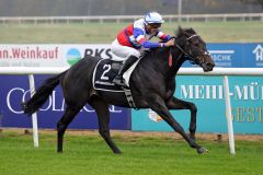 Ascot Royal kommt Start-Ziel zu einem souveränen Erfolg. www.galoppfoto.de - Sabine Brose