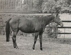 Asterblüte  (GER) 1946