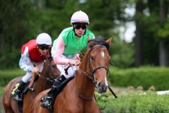 Avestan, hier mit Michael Cadeddu bei seinem Auftritt in Krefeld, wo er Zweiter wurde, hat noch eine Derby-Nennung und soll im Sieglosen-Rennen punkten. Foto: Dr. Jens Fuchs