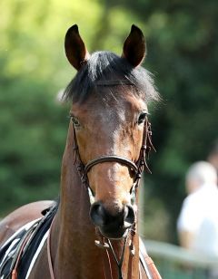 Aztec Warrior am 15.04.2018 in Köln - Foto: Dr. Jens Fuchs