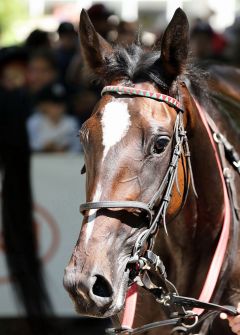 Bahama Girl nach ihrem Sieg am 4.8.2019 in Düsseldorf - Foto: Dr. Jens Fuchs