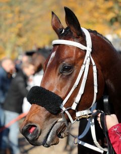 Bastiano am 10.11.2019 in Krefeld - Foto: Dr- Jens Fuchs