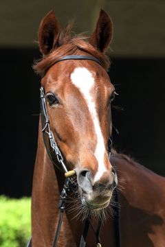 Belinda Too im Portrait am 24.04.2016 in Hoppegarten. www.galoppfoto.de - Sabine Brose