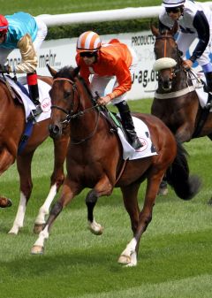 Brisanto mit Daniele Porcu beim Aufgalopp in Düsseldorf. www.galoppfoto.de - Sebastian Höger