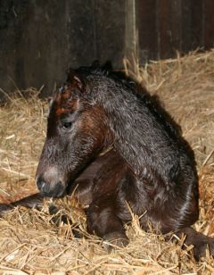 Carina Beat (GER) 2010