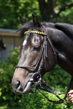 Cascavel legte beim dritten Start seine Maidenschaft ab. www.galoppfoto.de - Sabine Brose