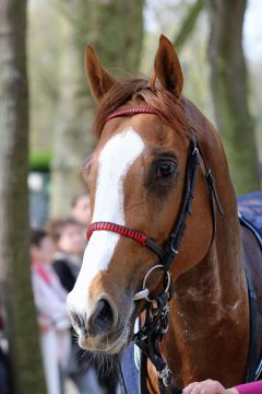 Cashman im Portrait, 03.04.2016 (Foto: Dr. Jens Fuchs)