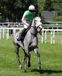 Cheshmeh beim Aufgalopp am 7.7.2018 in Hamburg - Foto: Dr. Jens Fuchs