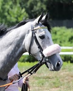 Cheshmeh am 7.7.2018 in Hamburg - Foto: Dr. Jens Fuchs