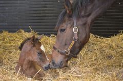 Danedream mit ihrem Erstling, ein Stutfohlen von Frankel, das am 27.01.2014 im Newsells Park Stud zur Welt kam. www.newsells-park.com