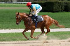 Degas beim Aufgalopp vor seinem Kölner Sieg (Foto: Dr. Jens Fuchs)