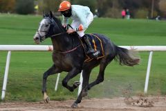 Der erste Sieger der Sandbahn-Saison 20/21: Alpha Taurus mit Niazi Ismail. www.galoppfoto.de - Stephanie Gruttmann