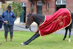 Der Tag nach dem Arc im letzten Jahr: Trainerin Criquette Head-Maarek und ihr Superstar Treve nach dem zweiten Arc-Sieg. www.galoppfoto.de - Frank Sorge