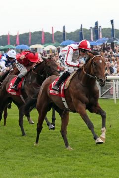 Der Tiger Hill-Sohn Tiger Cliff gewinint mit Tom Queally das Ebor Handicap. www.galoppfoto.de - Mark Rose