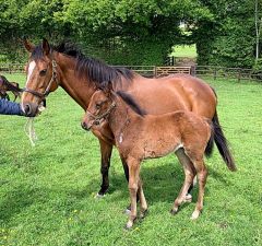 Stutfohlen 2019 v. Almanzor - Desiree Clary v. Sholokhov - Foto: privat