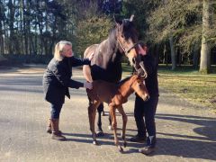 Die stolze Züchterin Susanne Born mit ihrem ersten Fohlen von Adlerflug aus der Lahn. Foto: privat