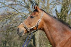 Lochsong 2012 in Littleton Stud. Foto: John James Clark