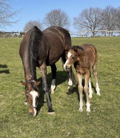 Hengstfohlen 2021 Intello - Dynamica v. Dashing Blade - Foto: privat