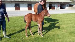 Ein tolle Stute von Shamardal x Salve Haya (Peintre Celebre) geb. 11.04. in Barnane Stud. Foto: www.gestuet-hoeny-hof.de