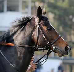 Falcao Negro am 31.3.2019 in Düsseldorf - Foto: Dr. Jens Fuchs