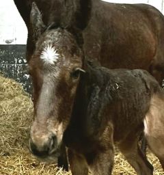 Hengstfohlen 2023 v. Sea The Moon - Fanny v. Lord of England - Foto: privat