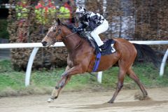 Gamgoom bei seinem Neusser Sieg am 11.01.2015 mit Andre Best im Sattel - zugleich der 2000. Sieg für Trainer Mario Hofer. Foto: Dr. Jens Fuchs